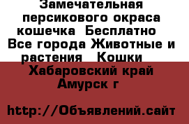 Замечательная персикового окраса кошечка. Бесплатно - Все города Животные и растения » Кошки   . Хабаровский край,Амурск г.